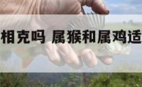属猴的养鸡相克吗 属猴和属鸡适合做什么生意