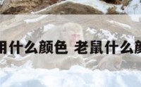 老鼠用什么颜色 老鼠什么颜色的