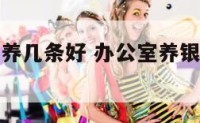 办公室龙鱼养几条好 办公室养银龙鱼要养几条