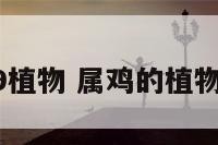 属鸡2019植物 属鸡的植物和幸运花