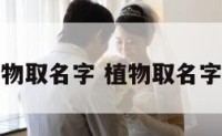 用植物取名字 植物取名字女孩