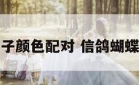 蝴蝶花鸽子颜色配对 信鸽蝴蝶花怎么配