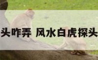 阳宅白虎探头咋弄 风水白虎探头是什么意思