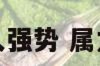 属龙的女人强势 属龙的人女人