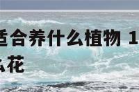 76属龙女适合养什么植物 1976年的龙适合养什么花