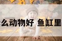 鱼缸里放什么动物好 鱼缸里放什么吉利