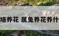 属兔的培养花 属兔养花养什么花好