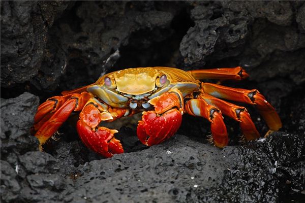 梦见水生物是什么意思