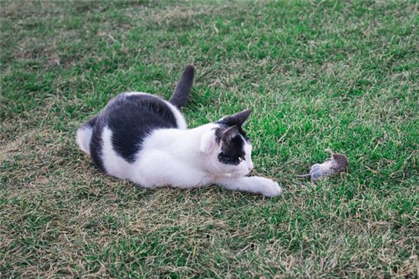 梦到猫抓老鼠